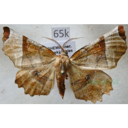 Selenia lunularia (Hübner, 1788) male Skrzytek księżyczak Czech65k